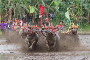 Makepung Pernah Dilaksanakan di Luar Jembrana?