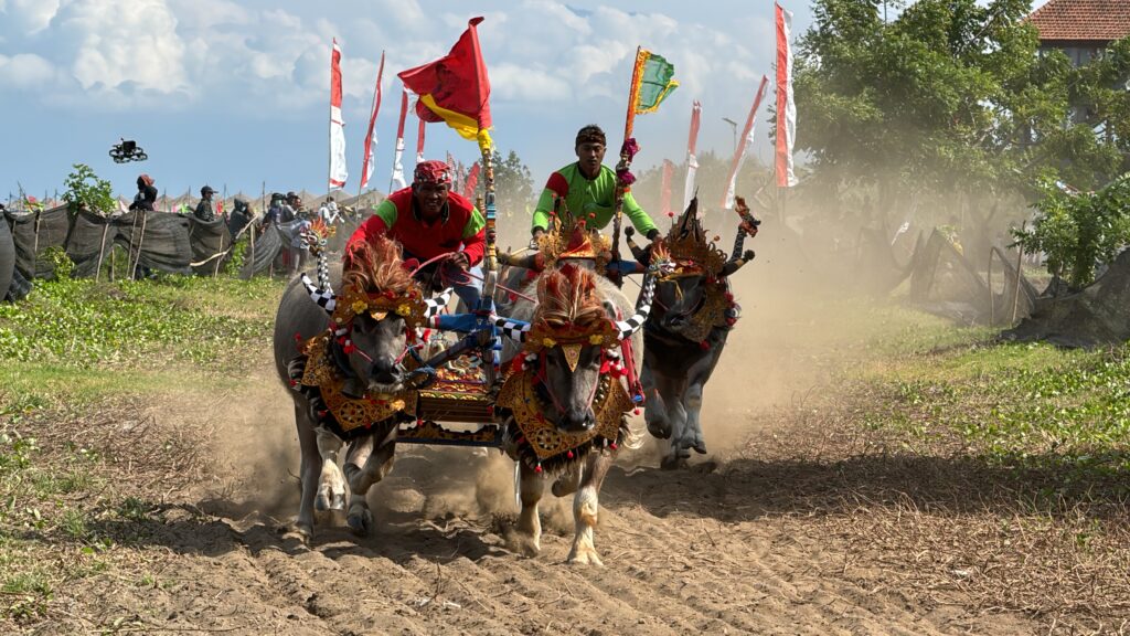 foto makepung jembrana cup 2024 (26)