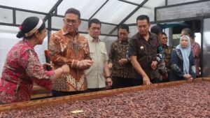 Menelusuri Potensi Besar Kakao Jembrana